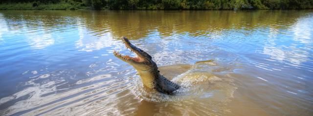 Jumping Crocodile Cruise - Darwin